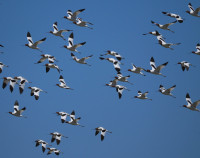 Morley Beach - Wilsons Inlet